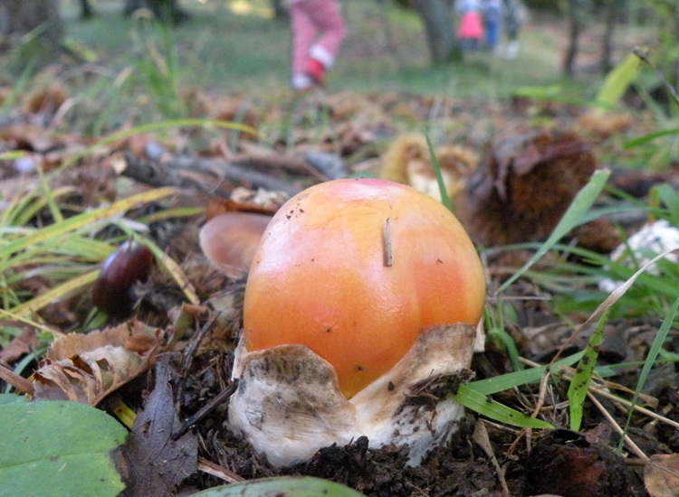 Amanita con loro spore